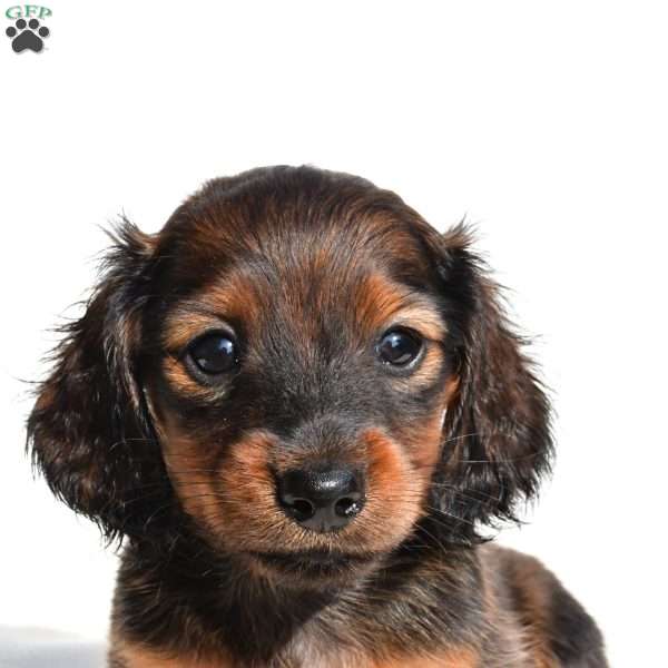 Oakley, Dachshund Puppy