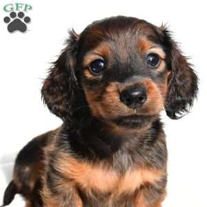 Oakley, Dachshund Puppy