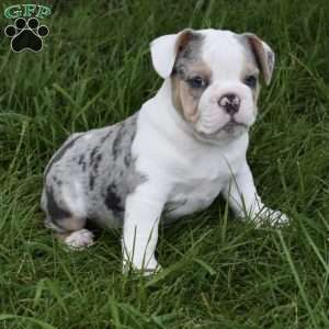 Tootsie, Beabull Puppy