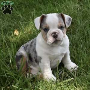 Tootsie, Beabull Puppy