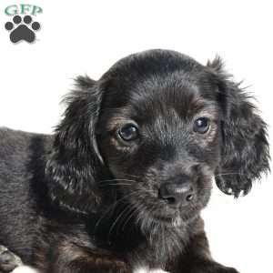 Willow, Dachshund Puppy