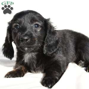 Willow, Dachshund Puppy