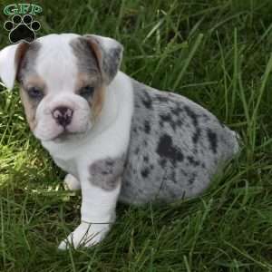 Tootsie, Beabull Puppy