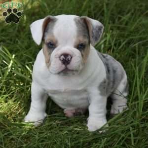 Tootsie, Beabull Puppy