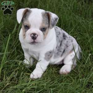 Tootsie, Beabull Puppy