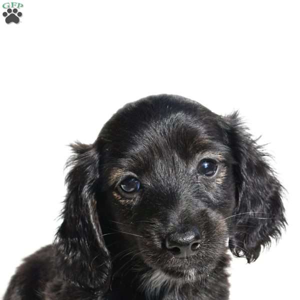 Willow, Dachshund Puppy
