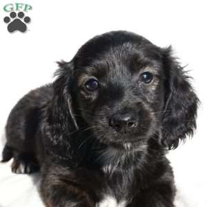 Willow, Dachshund Puppy
