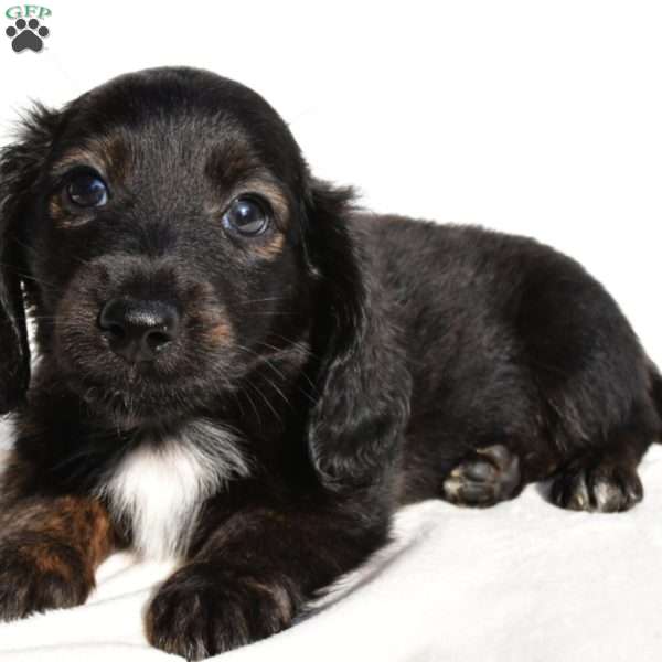 Jasper, Dachshund Puppy