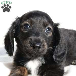 Jasper, Dachshund Puppy