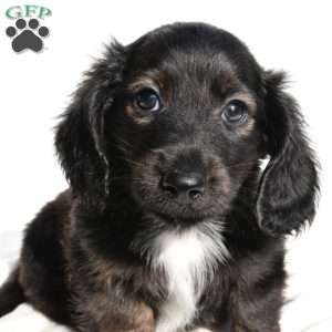 Jasper, Dachshund Puppy