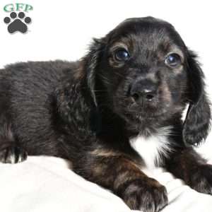 Jasper, Dachshund Puppy