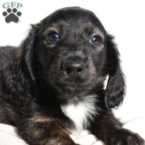 Jasper, Dachshund Puppy