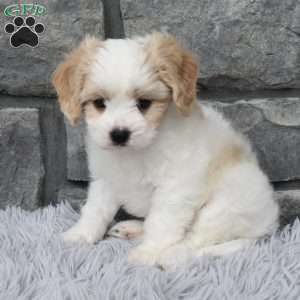 Max, Cavachon Puppy