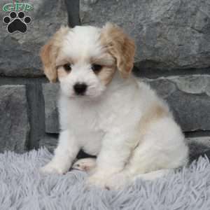 Max, Cavachon Puppy