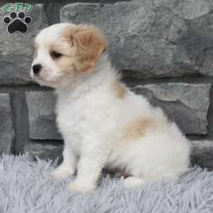 Max, Cavachon Puppy