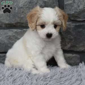 Max, Cavachon Puppy