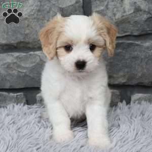 Max, Cavachon Puppy