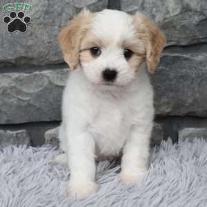 Max, Cavachon Puppy