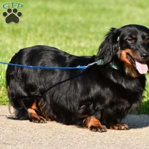 Oakley, Dachshund Puppy