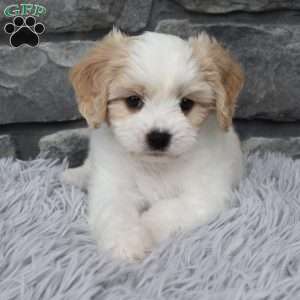 Max, Cavachon Puppy