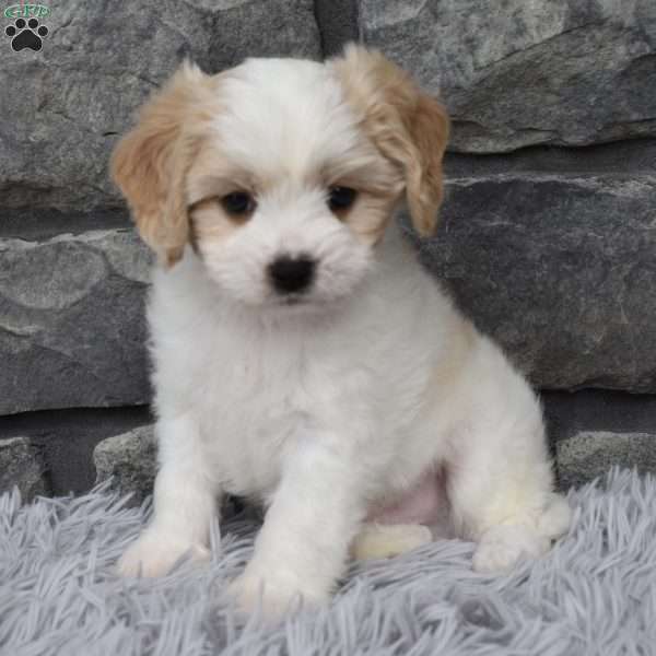 Max, Cavachon Puppy
