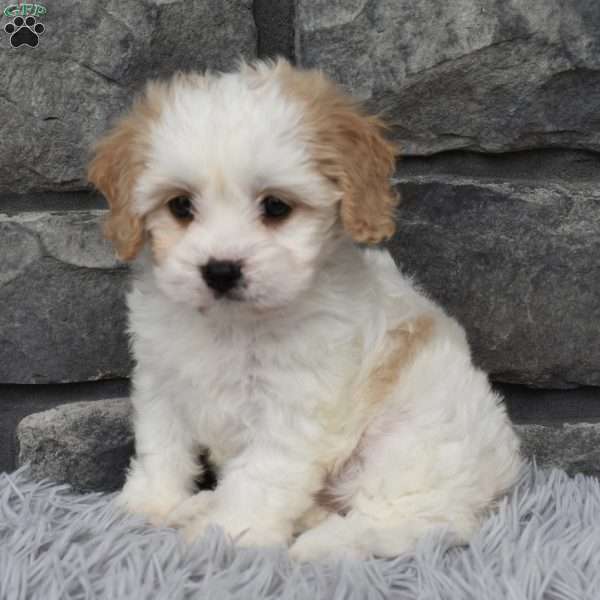 Molly, Cavachon Puppy