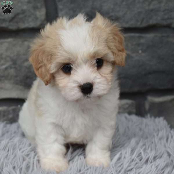 Maggie, Cavachon Puppy
