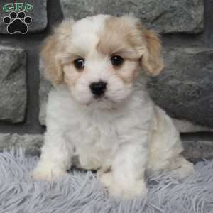 Milo, Cavachon Puppy