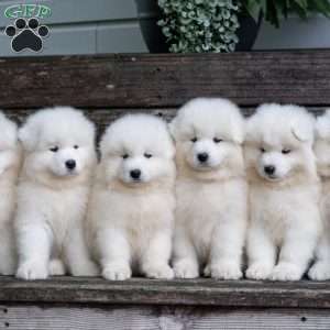 Coconut, Samoyed Puppy