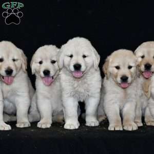 Carter, Golden Retriever Puppy