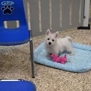 Rover, West Highland Terrier Puppy