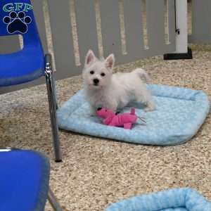 Rover, West Highland Terrier Puppy