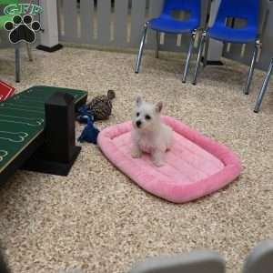 Janet, West Highland Terrier Puppy