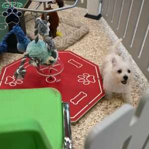 Janet, West Highland Terrier Puppy