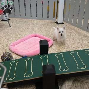 Janet, West Highland Terrier Puppy