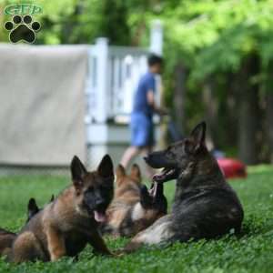 Mellow Yellow, German Shepherd Puppy