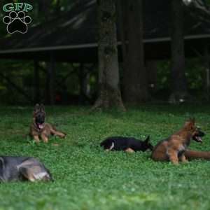 Red, German Shepherd Puppy