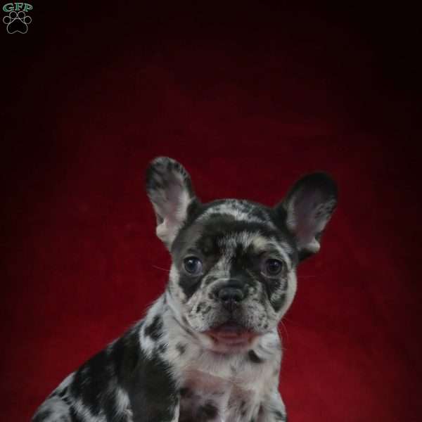 Peanut Butter, French Bulldog Puppy