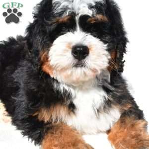 Oscar, Mini Bernedoodle Puppy