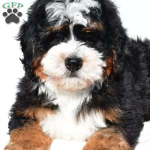 Oscar, Mini Bernedoodle Puppy