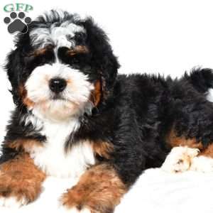 Oscar, Mini Bernedoodle Puppy