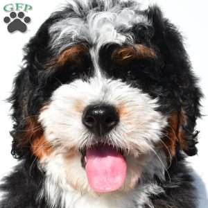 Oscar, Mini Bernedoodle Puppy