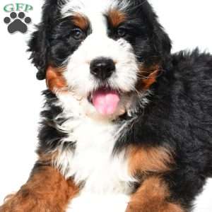 Jupiter, Mini Bernedoodle Puppy
