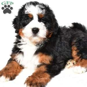 Jupiter, Mini Bernedoodle Puppy