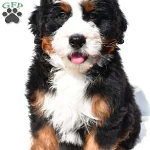 Jupiter, Mini Bernedoodle Puppy