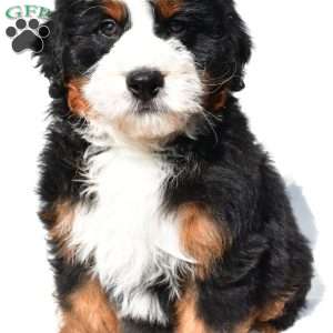Jupiter, Mini Bernedoodle Puppy