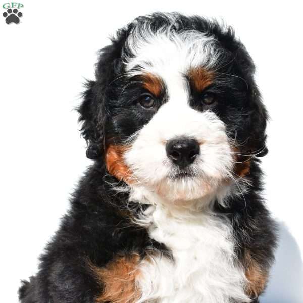 Jupiter, Mini Bernedoodle Puppy