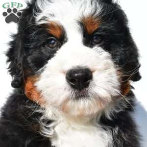 Jupiter, Mini Bernedoodle Puppy