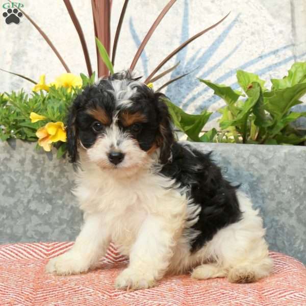 Daffodil, Cavapoo Puppy