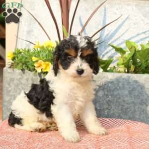 Daffodil, Cavapoo Puppy